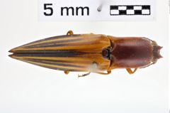 Foto (Dorsalansicht) von Semiotus fascicularis (NHMW-ZOO-COL-0010950)